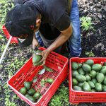 us-restarts-mexican-avocado-checks-as-security-measures-increase