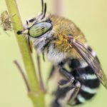 bees-view-the-world-in-surprisingly-different-ways-–-understanding-this-could-inspire-new-technology