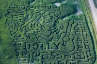 alberta-farm-celebrates-dolly-parton’s-life-with-corn-maze-tribute