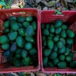 most-avocado-oil-products-are-adulterated-with-other,-cheaper-oils,-study-finds