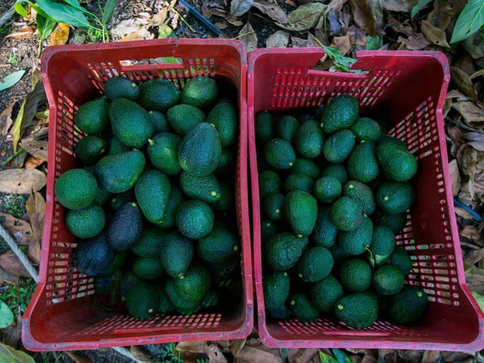 most-avocado-oil-products-are-adulterated-with-other,-cheaper-oils,-study-finds
