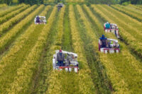 china-audits-farmland-use,-hits-businesses-with-new-fees-ahead-of-2027-law