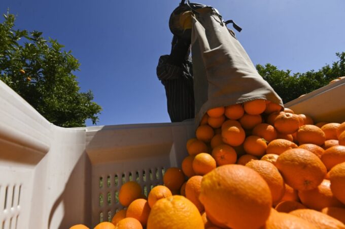 australia-cuts-backpacker-places-as-farming,-tourism-warn-of-shortages