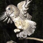killing-endangered-wildlife-is-legal-if-they-aren’t-the-target,-says-new-trump-rule