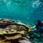 while-coral-reefs-can-recover,-relentless-heat-waves-won’t-let-them