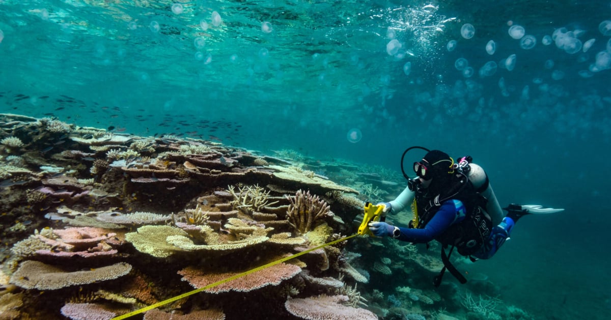 while-coral-reefs-can-recover,-relentless-heat-waves-won’t-let-them
