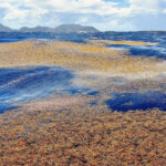 sargassum-superbloom:-seaweed-scourge-or-ecological-boon?