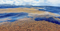 sargassum-superbloom:-seaweed-scourge-or-ecological-boon?