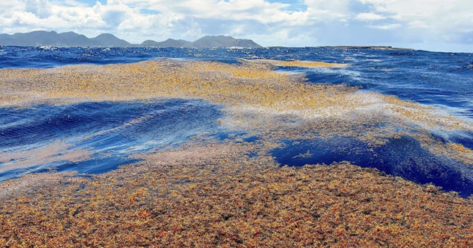 sargassum-superbloom:-seaweed-scourge-or-ecological-boon?