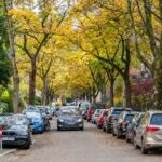 ‘small,-flowering-islands’:-german-city-reveals-how-nature-thrives-when-neighbours-care-for-street-tree-beds