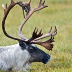 oil-and-gas-ambitions-outshone-caribou-protection-in-alberta-land-use-planning:-experts