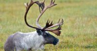 oil-and-gas-ambitions-outshone-caribou-protection-in-alberta-land-use-planning:-experts