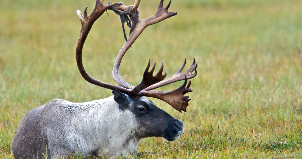 oil-and-gas-ambitions-outshone-caribou-protection-in-alberta-land-use-planning:-experts