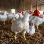 cfia-confirms-bird-flu-cases-in-manitoba,-canada’s-first-autumn-infections