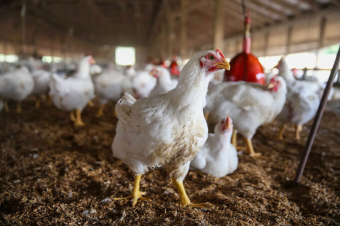 cfia-confirms-bird-flu-cases-in-manitoba,-canada’s-first-autumn-infections