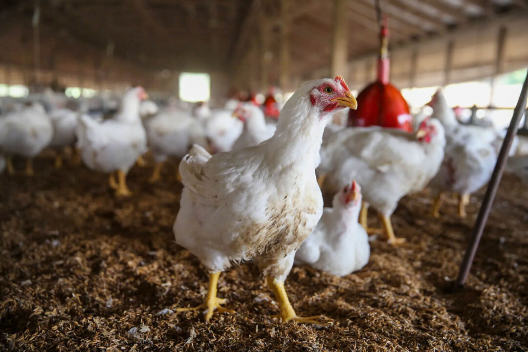 cfia-confirms-bird-flu-cases-in-manitoba,-canada’s-first-autumn-infections
