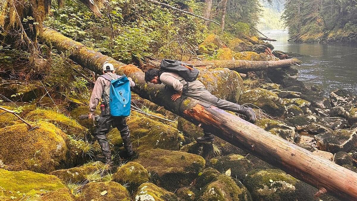 a-last-ditch-effort-to-revive-salmon-stocks-takes-shape-on-bc’s-central-coast