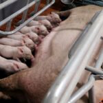 chinese-pig-farmers-report-suspected-swine-fever-outbreaks-as-prices-fall