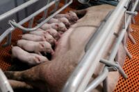 chinese-pig-farmers-report-suspected-swine-fever-outbreaks-as-prices-fall