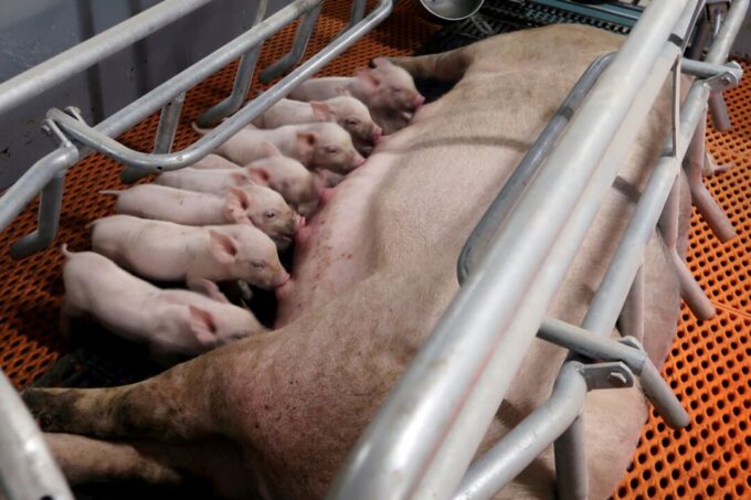 chinese-pig-farmers-report-suspected-swine-fever-outbreaks-as-prices-fall