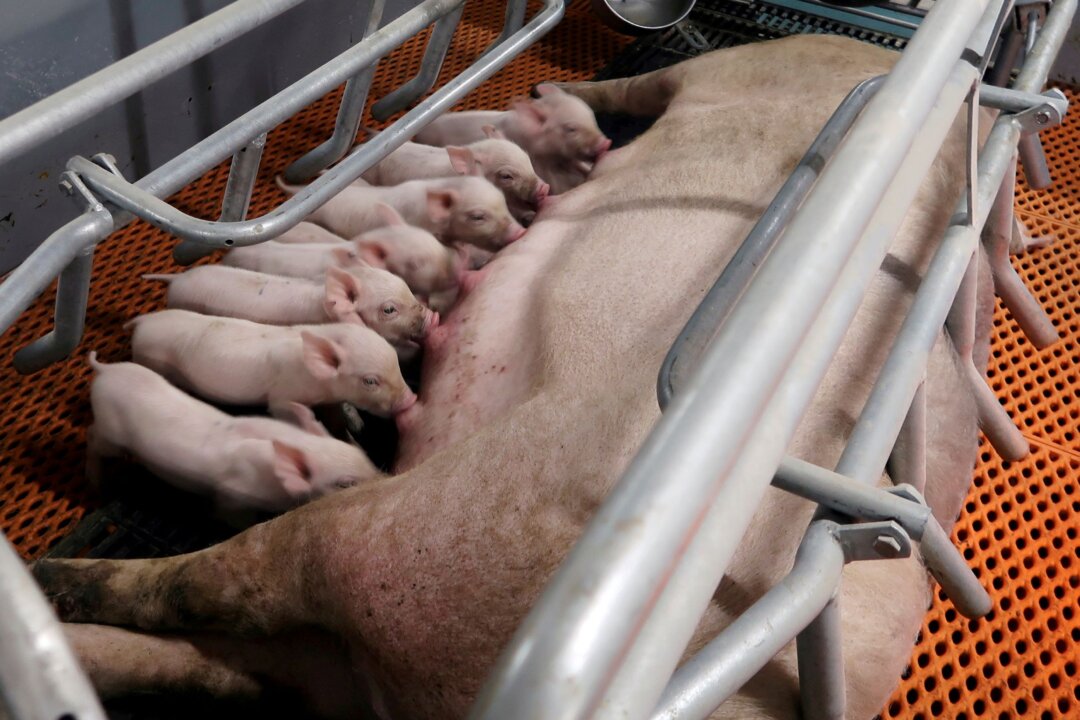 chinese-pig-farmers-report-suspected-swine-fever-outbreaks-as-prices-fall